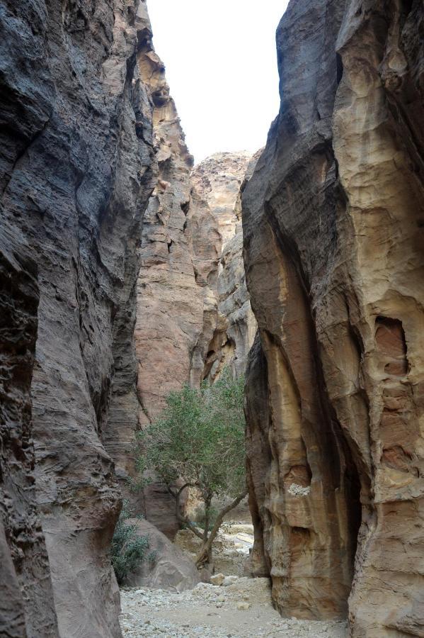 فندق The Rock Camp Petra وادي موسى المظهر الخارجي الصورة